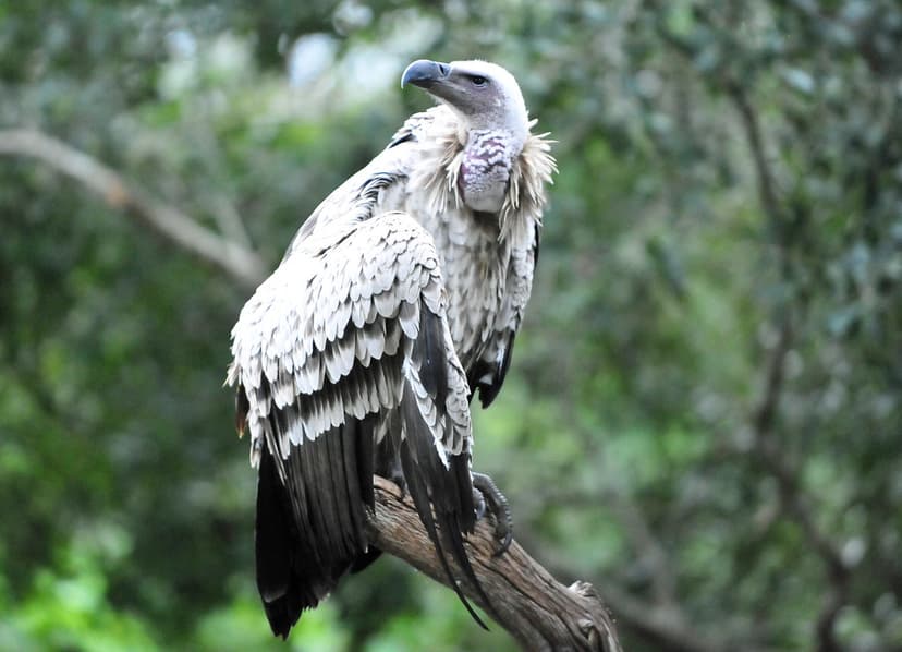 Cape Griffon Vulture (Gyps coprotheres) | The Cape Griffon o… | Flickr