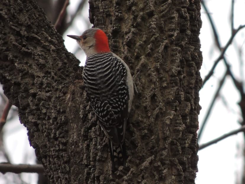 Red-bellied Woodpecker | Grant Park. Chicago, Illinois, USA.… | Flickr