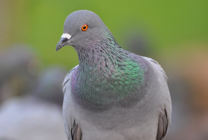 Indian Rock Pigeon, Columba livia Gmelin,1789(Columbidae, … | Flickr