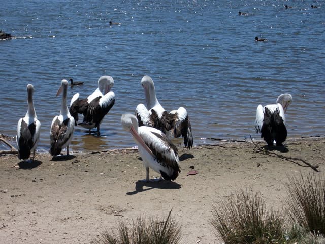 Halloween Pelicans | Rarely seen so many in a group without … | Flickr