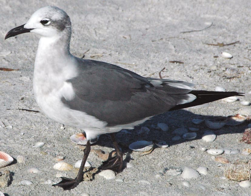 Leucophaeus atricilla (laughing gull) | Leucophaeus atricill… | Flickr