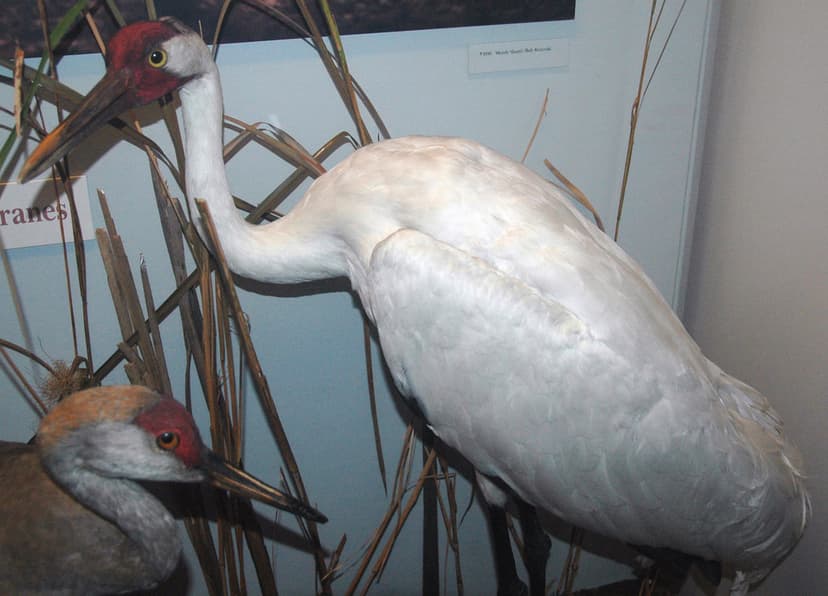 Grus americana (whooping crane) | Grus americana (Linnaeus, … | Flickr