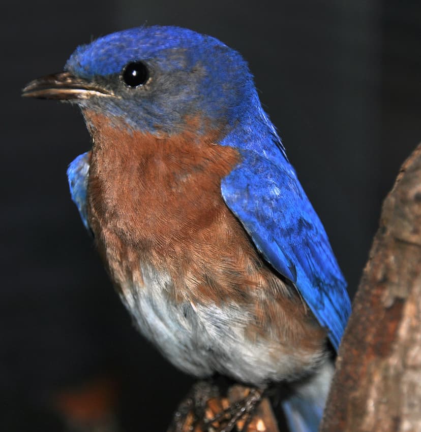 Sialia sialis (eastern bluebird) | Sialia sialis (Linnaeus, … | Flickr