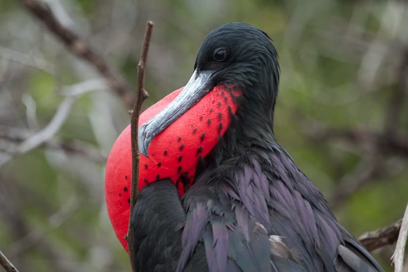Magnificent frigatebird, purple sheen | Brian Gratwicke | Flickr