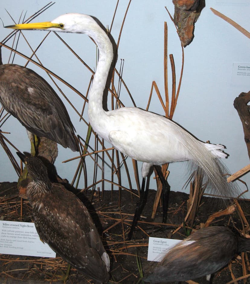 Ardea alba egretta (great egret) | Ardea alba egretta Gmelin… | Flickr