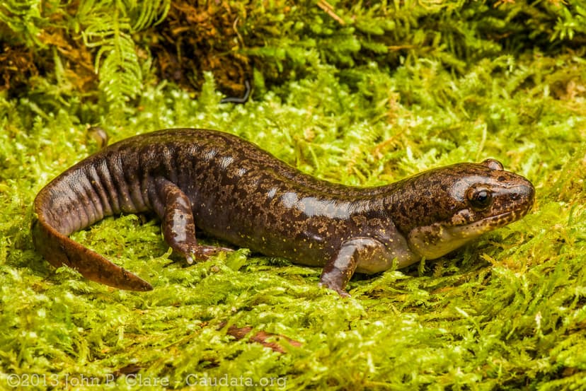 Dicamptodon tenebrsosus - Pacific Giant Salamander | Flickr