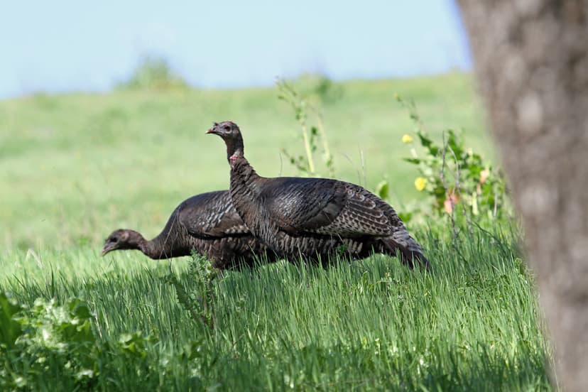 Wild Turkey (Meleagris gallopavo) | Suey Creek Rd., San Luis… | Flickr