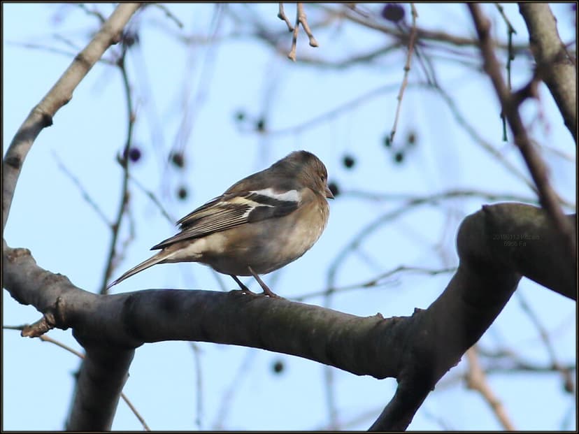 Fringilla coelebs, Common chaffinch, Zeba, ženka 6966 Fa | Flickr