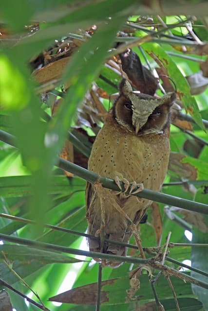 Th13_06605a | White-fronted Scops-owl at Kaeng Krachan Natio… | Flickr