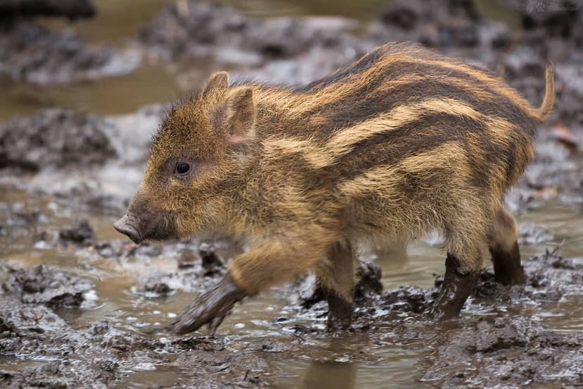 young wild boar | A little piglet walking through some mud I… | Flickr