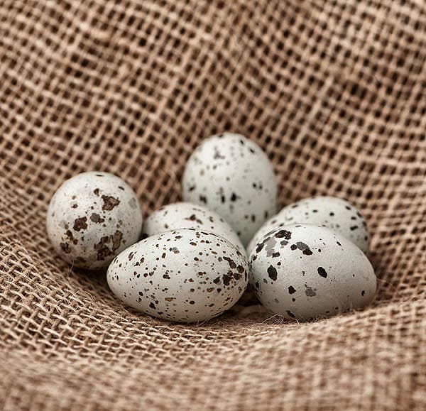 Jackdaw eggs | Birds of different species lay eggs of a dive… | Flickr