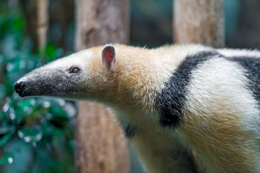 Profile of a tamandua | A profile portrait of the tamandua y… | Flickr