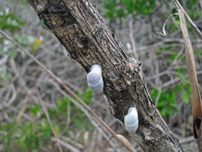 Cerion watlingense land snails on tree trunk (near the wes… | Flickr