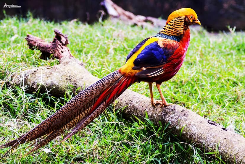 Golden Pheasant | A Golden Pheasant at Karanji Lake, Mysore ...