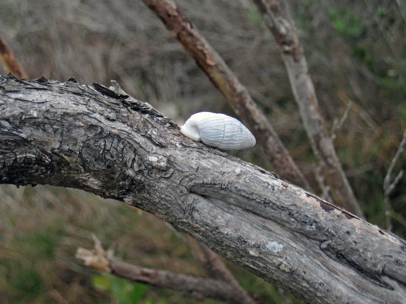 Cerion watlingense land snail on tree trunk (near the west… | Flickr