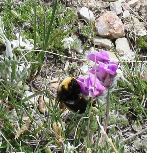 Pollination is tough work 3 | A bumblebee pollinating Astrag… | Flickr
