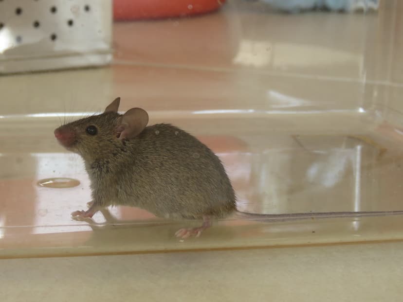 Mus musculus | Mus musculus Linnaeus, 1758, House Mouse, Ara… | Flickr