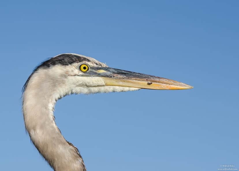 Great Blue heron | The great blue heron (Ardea herodias) is … | Flickr