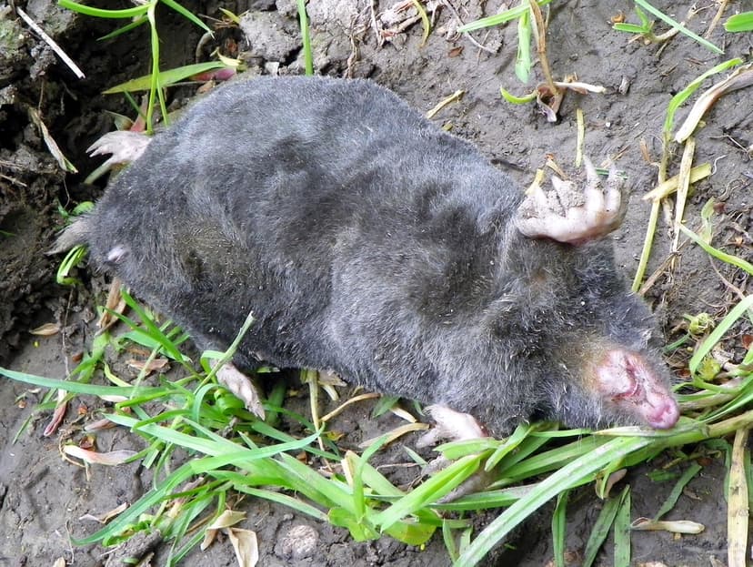GOC The Pelhams 042: Dead mole (Talpa europaea) | Dead mole … | Flickr