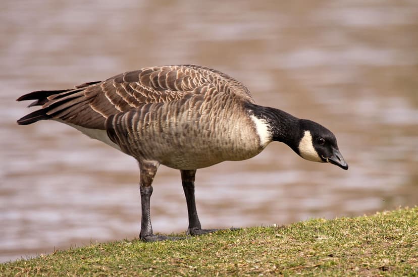 Cackling Goose | Cackling Goose (Branta hutchinsii), Bishop … | Flickr