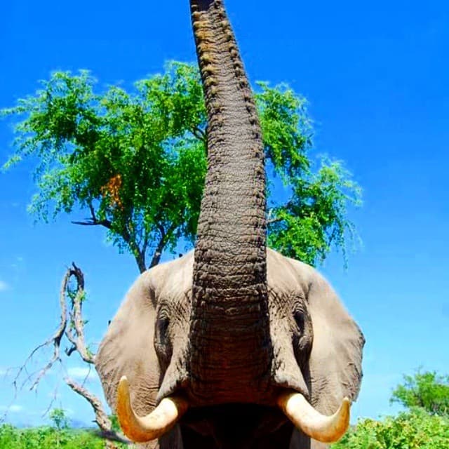 Everybody put your trunks in the air! #elephant #trunk #an… | Flickr