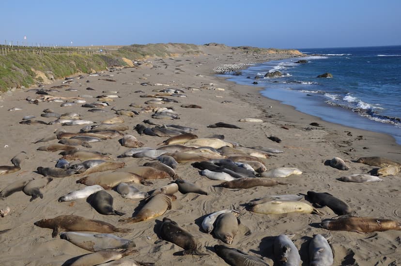 Piedras Blancas Elephant Seal Colony | Amaury Laporte | Flickr