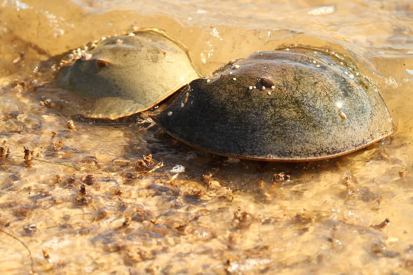 St. Marks Lighthouse 2010 | Horseshoe crabs have been around… | Flickr