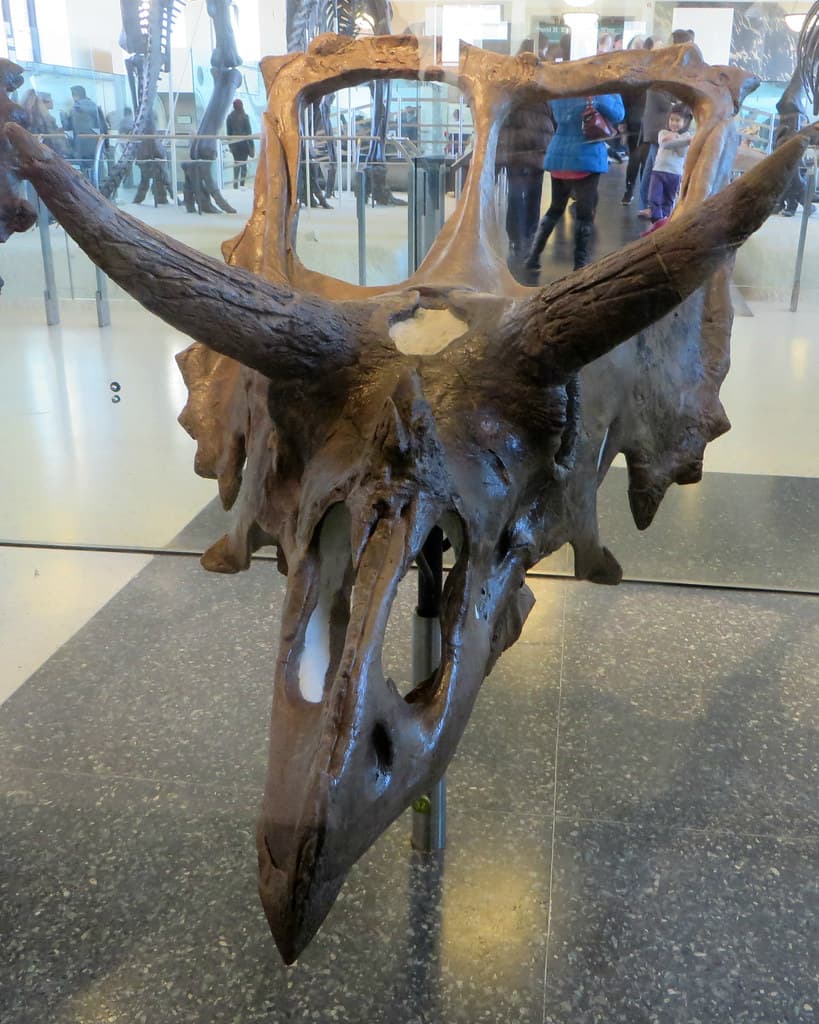 Torosaurus Skull | Eden, Janine and Jim | Flickr