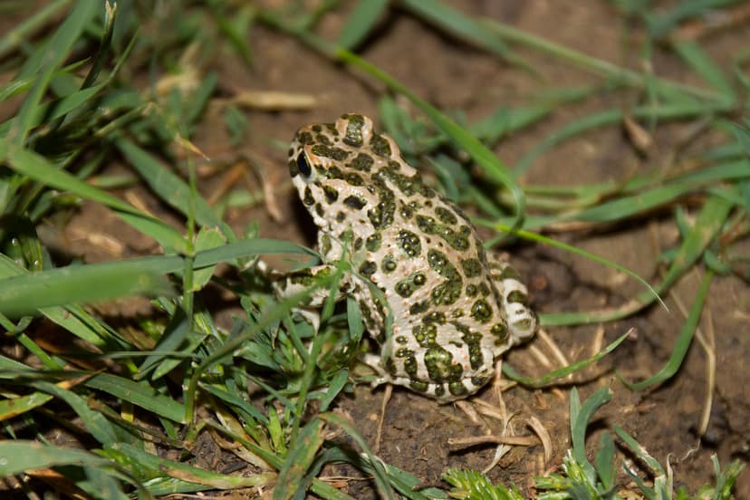 Bufonidae: Bufotes viridis (European Green Toad) juvenile | Flickr