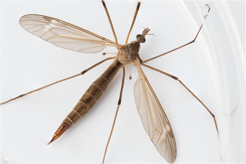 Cranefly, Family Tipulidae | The appendages behind the wings… | Flickr