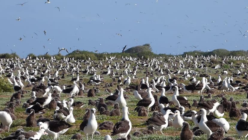 Midway Atoll - Bird Sightings - Mar/Apr 2015 | Below are sig… | Flickr