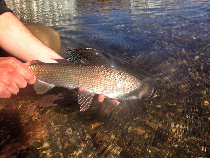 The first of the year | This handsome Arctic grayling specim… | Flickr