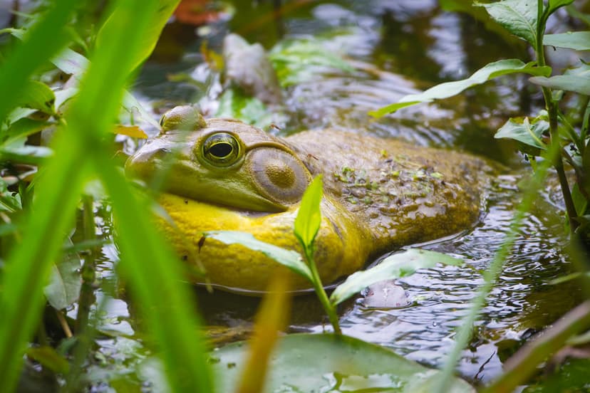American Bullfrog (Lithobates catesbeianus) | Magee Marsh Wi… | Flickr
