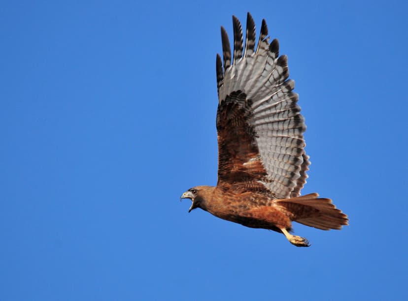 Red-Tailed Hawk Rufous Morph Adult Seedskadee NWR | Most Red… | Flickr