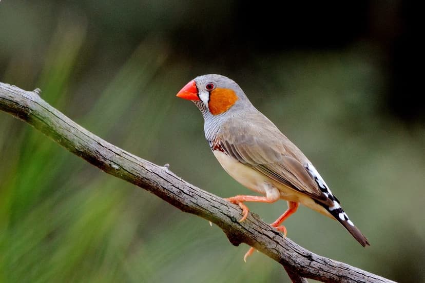 Zebra Finch | Laurie Boyle | Flickr