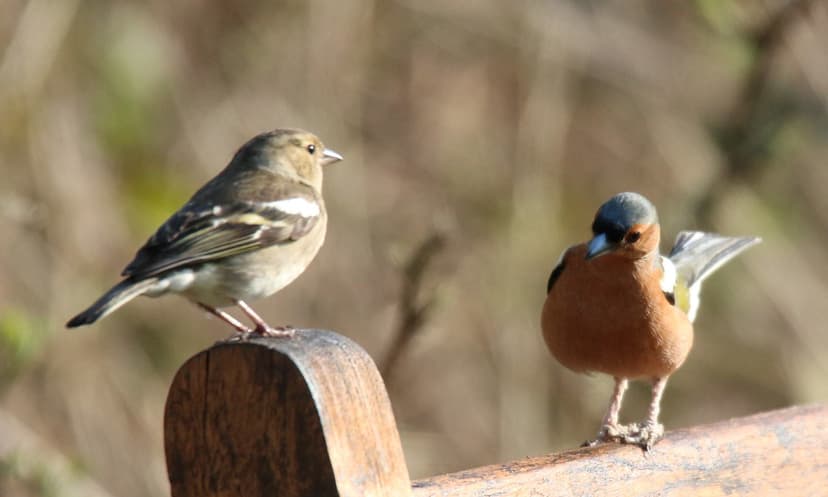 female & displaying male chaffinch | male has deformed legs/… | Flickr