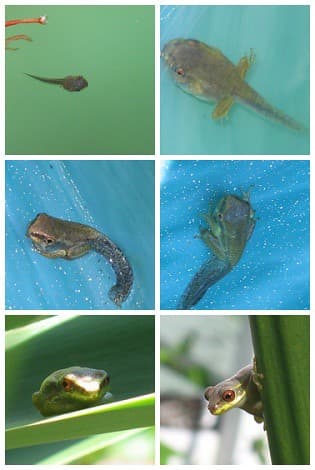 Frog metamorphosis | from polliwog to frog | aneye4wonder (Ineta ...