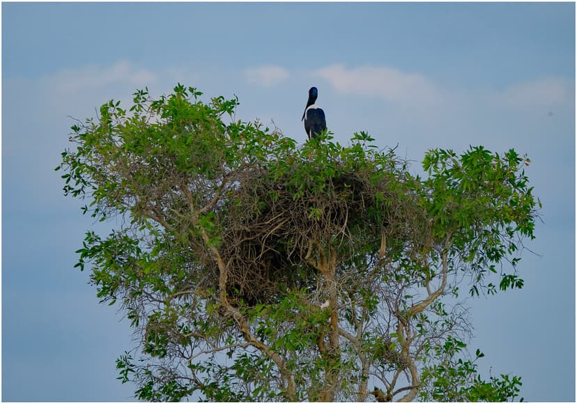 Nest of Jabiru (Black Necked Stork), South Alligator River… | Flickr