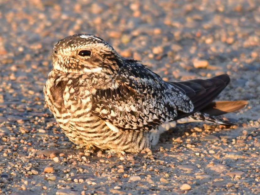 Common nighthawk at Seedskadee National Wildlife Refuge | Flickr