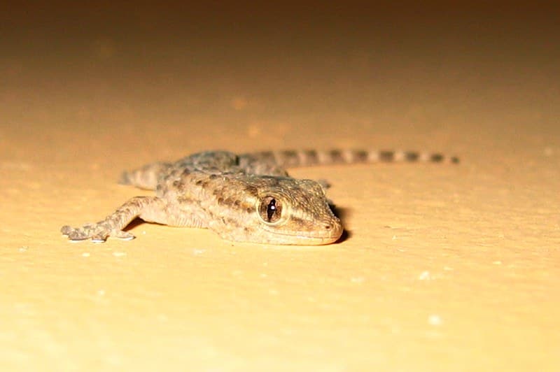 Gecko on the wall | Moorish Gecko (Tarentola mauritanica). A… | Flickr
