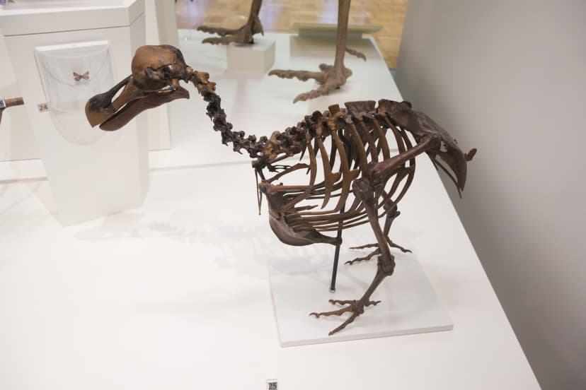 File:Skeleton of a dodo bird (43897178171).jpg - Wikimedia Commons