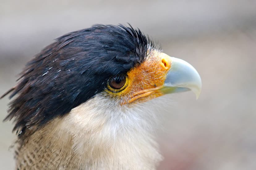 Bois des aigles | Caracara huppé, Bois des aigles, Balines ...