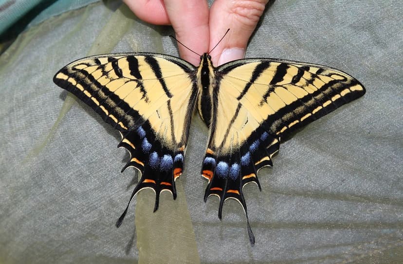 Papilio multicaudata ssp. multicaudata (Papilionidae) | Flickr