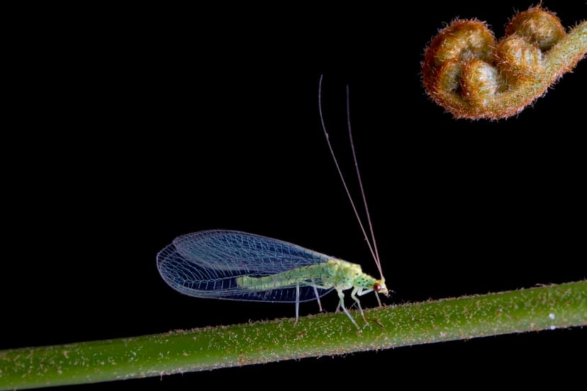 Chrysopidae, Green lacewing | Chrysopidae, Green lacewing. L… | Flickr