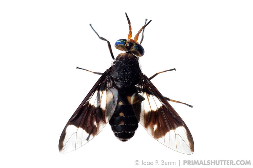 Diptera, Tabanidae | Horse fly / Mutuca | João P. Burini | Flickr