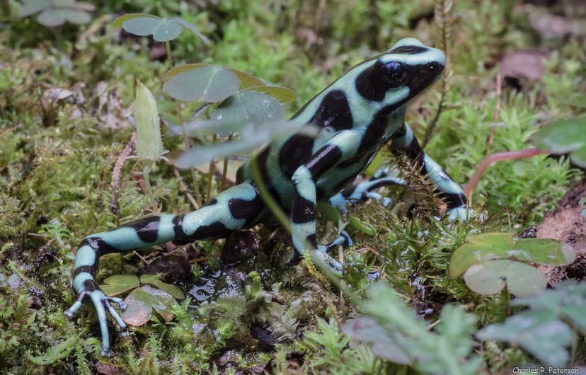 Captive Green-and-Black Poison Dart Frog | Ranarium, La Paz … | Flickr