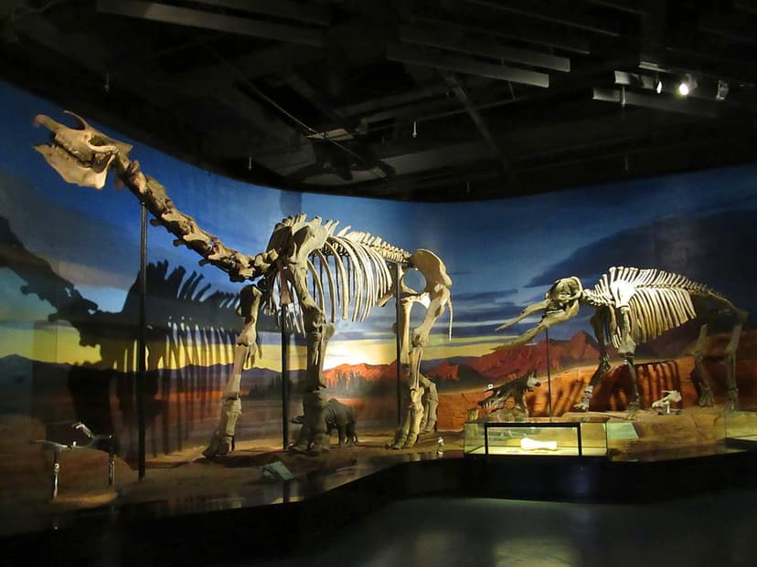 Paraceratherium | The Turpan Regional Museum in Turpan, Xinj… | Flickr