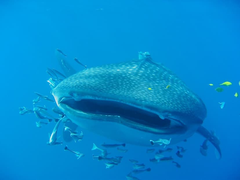 whale shark | that one was an 8.5 meters long female... stop… | Flickr
