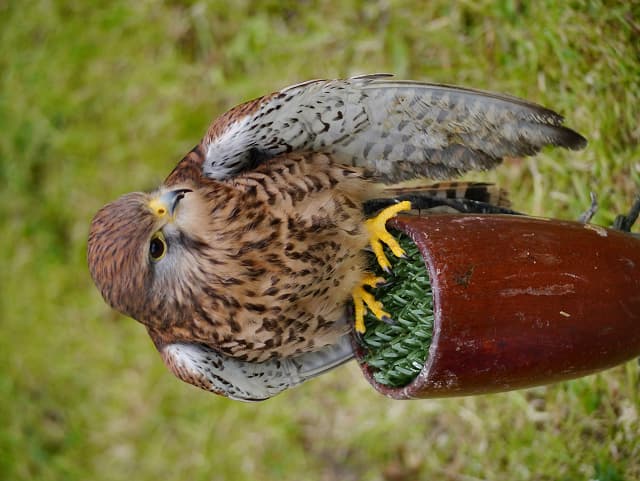 European Kestrel © David Dixon cc-by-sa/2.0 :: Geograph Britain ...