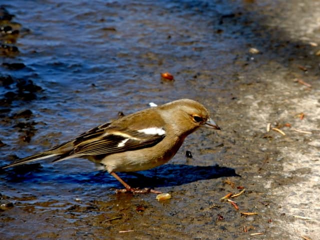 Female chaffinch, Magheracoltan © Kenneth Allen :: Geograph Ireland